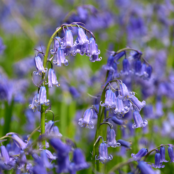 Photo of Common Bluebell