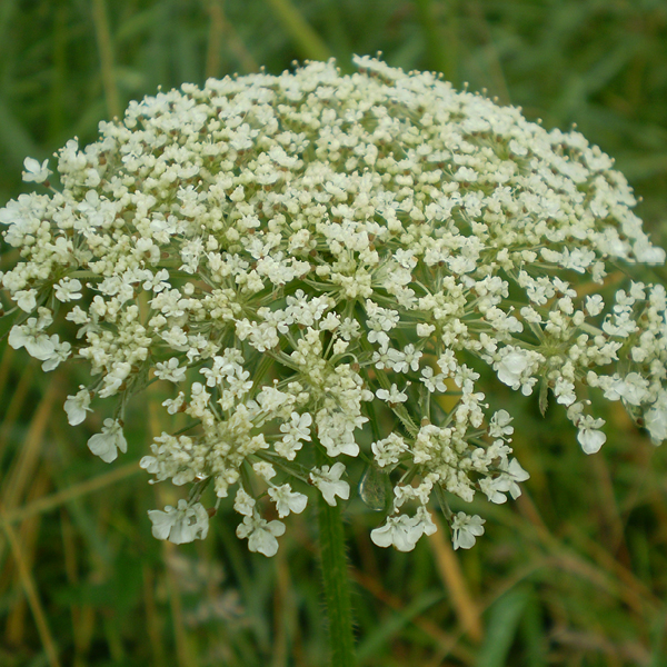 Photo of Cow Parsley