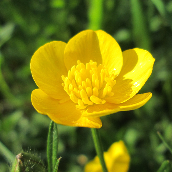 Photo of Meadow Buttercup