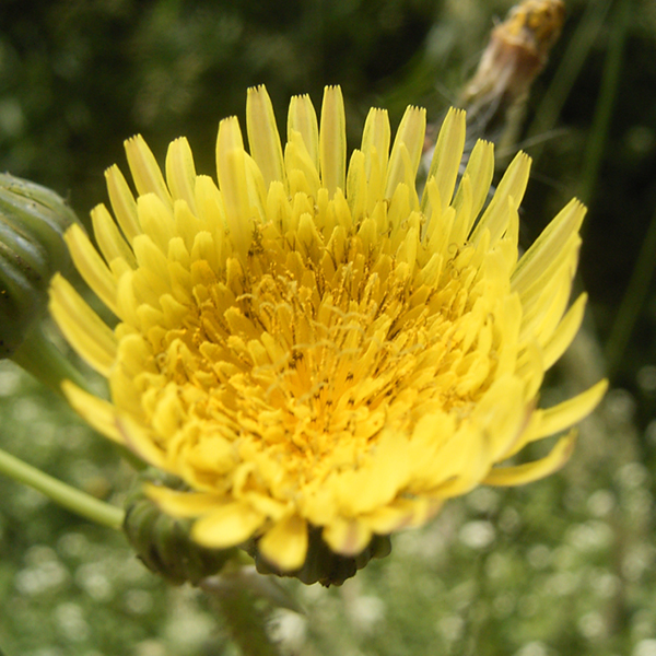 Photo of Prickly Sow-Thistle