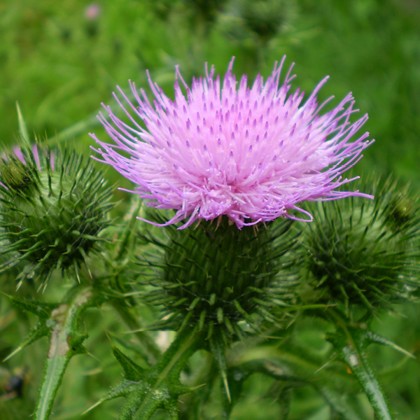 Photo of Spear Thistle